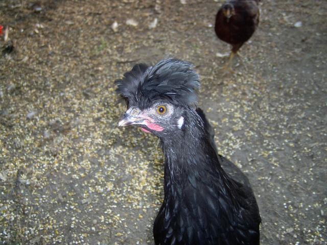 25630_raven1.jpg