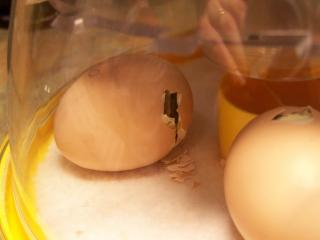 25641_february_2010_chickhatch_039.jpg