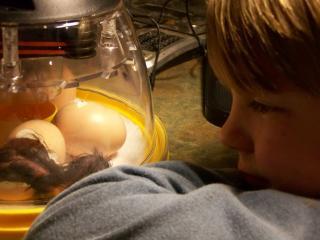 25641_february_2010_chickhatch_041.jpg