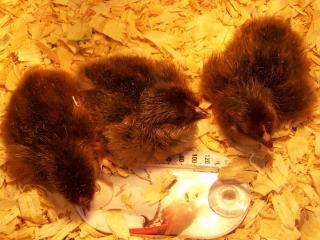25641_february_2010_chickhatch_058.jpg