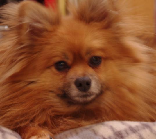 25641_tazz_man_3_yrs_old.jpg