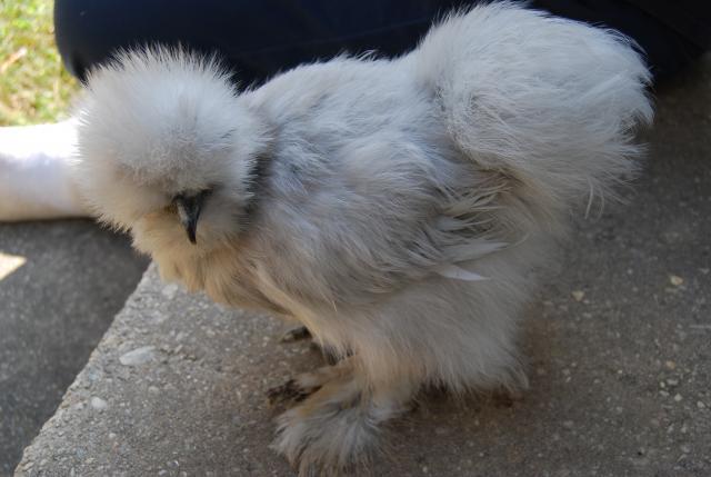 25643_lav_pullet_019.jpg