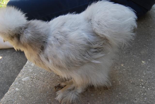25643_lav_pullet_020.jpg