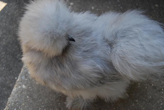 25643_lav_pullet_021.jpg