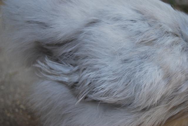 25643_lav_pullet_026.jpg