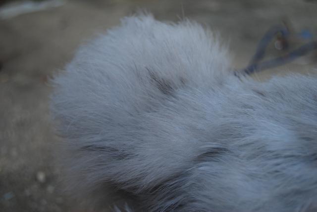 25643_lav_pullet_028.jpg