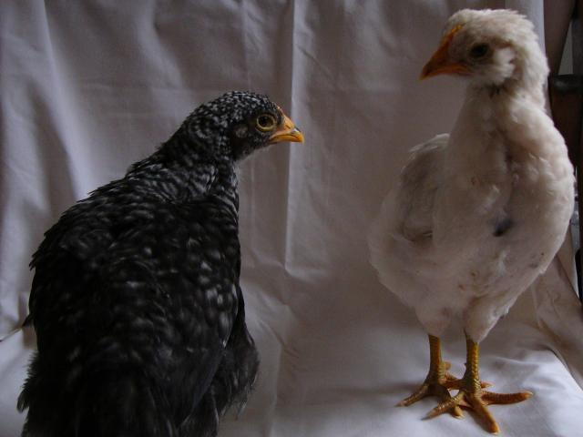 25649_baby_chicken_photos_001.jpg