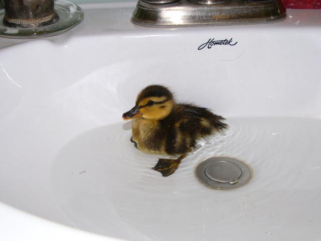 25649_baby_duck_005.jpg