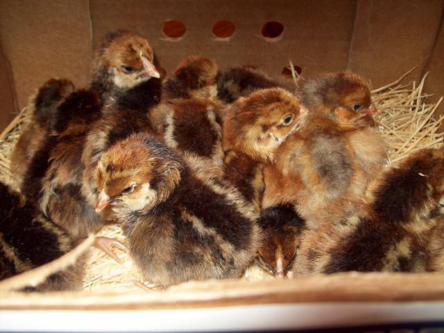 25649_blrw_chicks.jpg