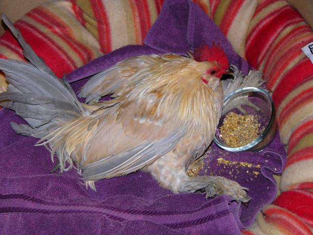 25649_chicken_and_moms_belongings_023.jpg