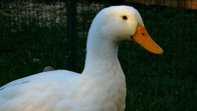 25649_chickens_2010_003.jpg