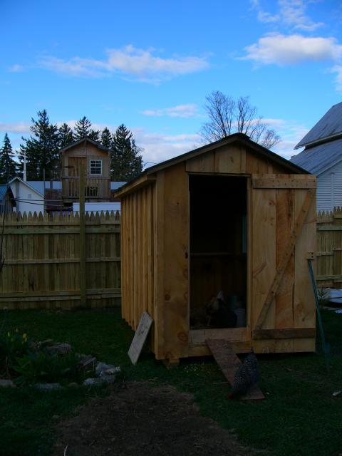25649_chickens_2010_014.jpg