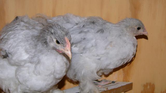 25649_cochins_006.jpg