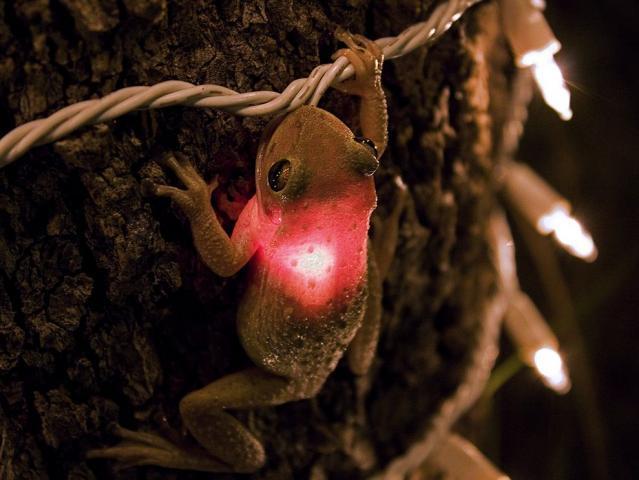 25649_cuban-tree-frog_3627_990x742.jpg