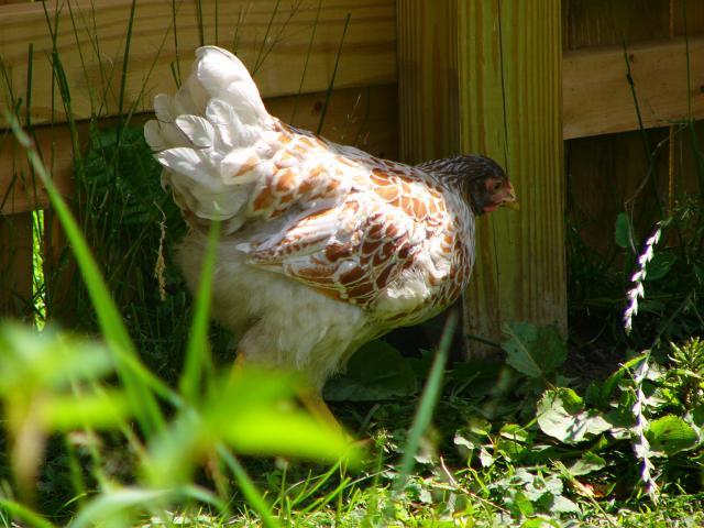 25649_da_boids_015.jpg