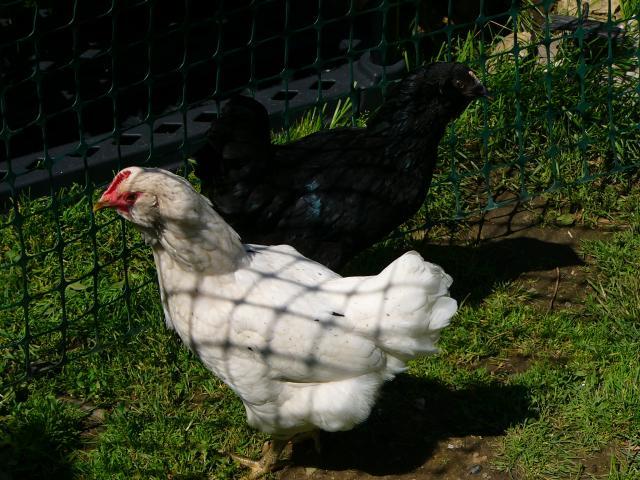 25649_da_boids_023.jpg