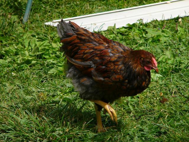 25649_da_boids_029.jpg
