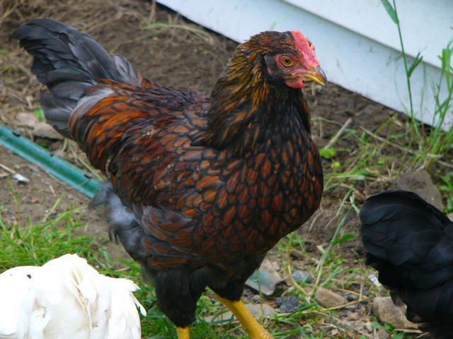 25649_da_boids_032.jpg
