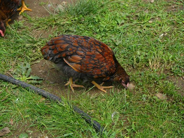 25649_da_boids_043.jpg