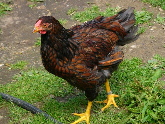 25649_da_boids_044.jpg