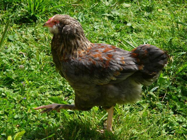 25649_da_boids_051.jpg