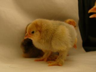 25649_new_babies_bantams_020.jpg