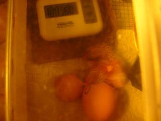 25649_new_baby_004.jpg
