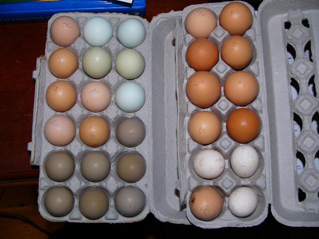 25649_new_eggs_from_sonew_002.jpg