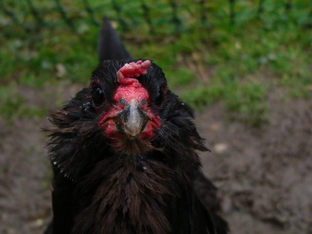 25649_samhain_chickens_010.jpg