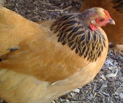 25663_chickenmites.jpg