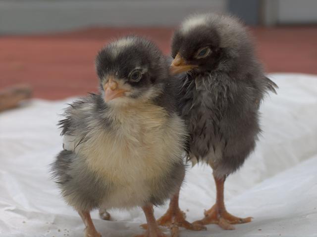 25689_blue_marans_2.jpg