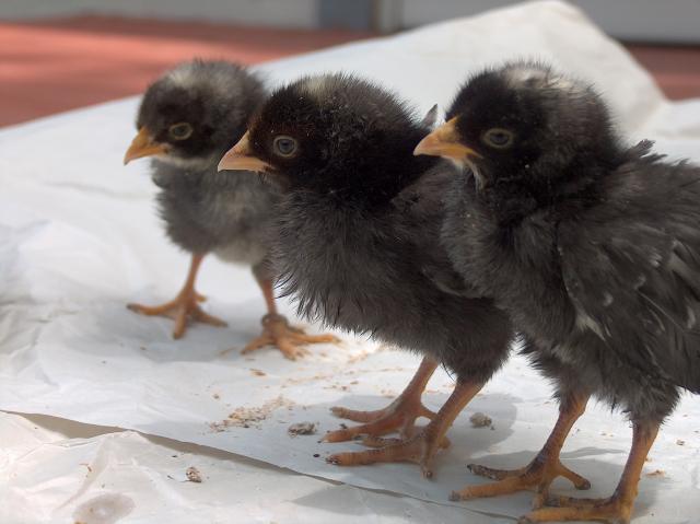 25689_cuckoo_marans_3.jpg