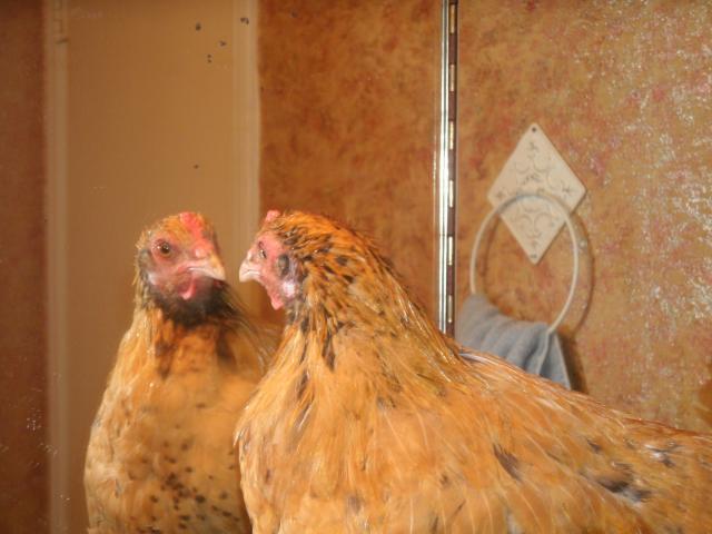 25696_006.jpg