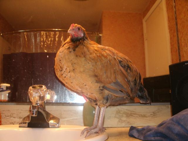 25696_008.jpg