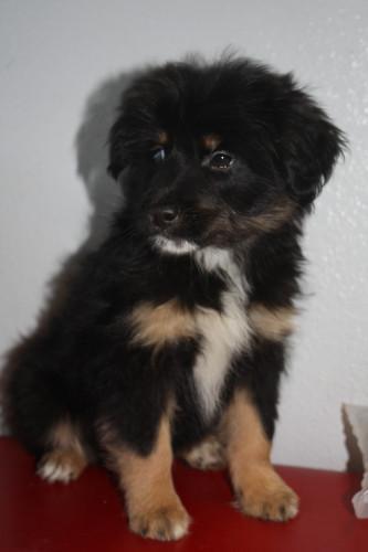 25696_puppy.jpg