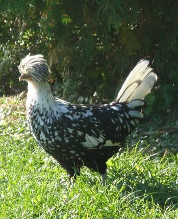 25727_spitzhen.jpg