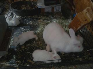25730_mms_picture1_2.jpg