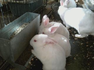 25730_mms_picture1_4.jpg