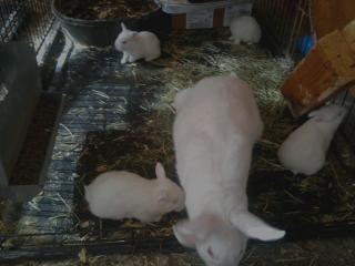 25730_mms_picture2.jpg