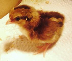 25749_8_chicks_022.jpg