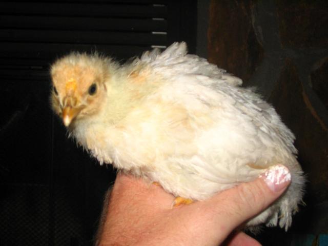 25823_peeps.jpg