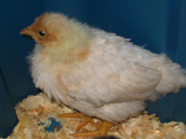 25823_peeps_017.jpg