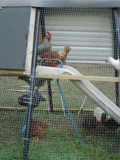 25832_swingset_henhouse_3.jpg