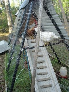 25832_swingset_henhouse_4.jpg