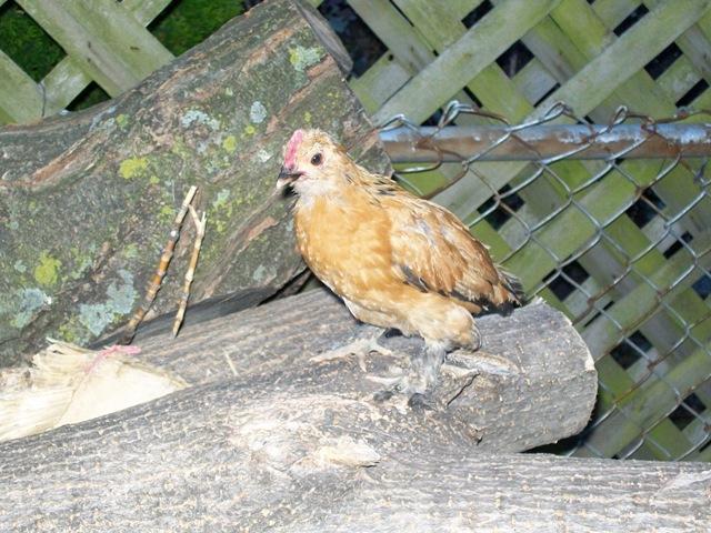 25847_chicken_coop_069.jpg