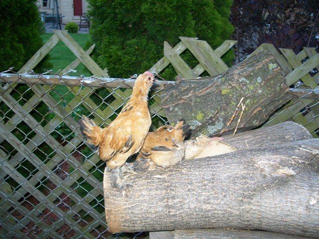 25847_chicken_coop_070.jpg
