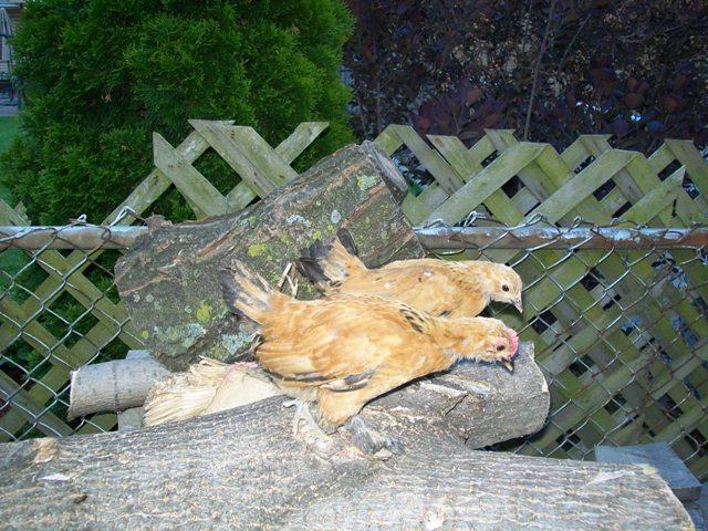 25847_chicken_coop_071.jpg