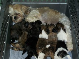 25847_mocha_pups.jpg