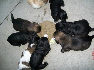 25847_oreo_pups.jpg