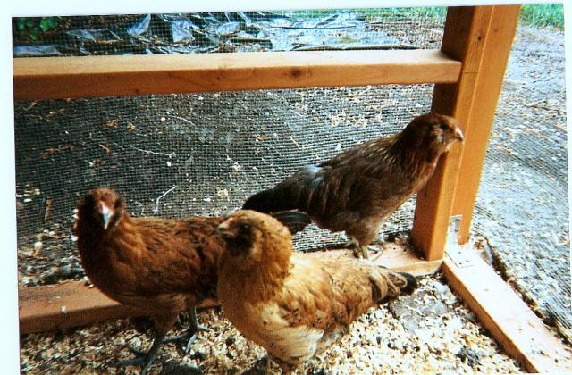 25852_chickenstogether.jpg